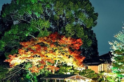 2021花生油十大品牌排行榜2025近期排名前十名榜单出炉